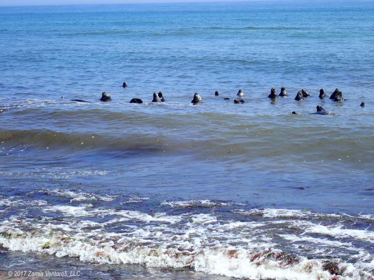 Cape Cod Beach Seals Zamia Ventures