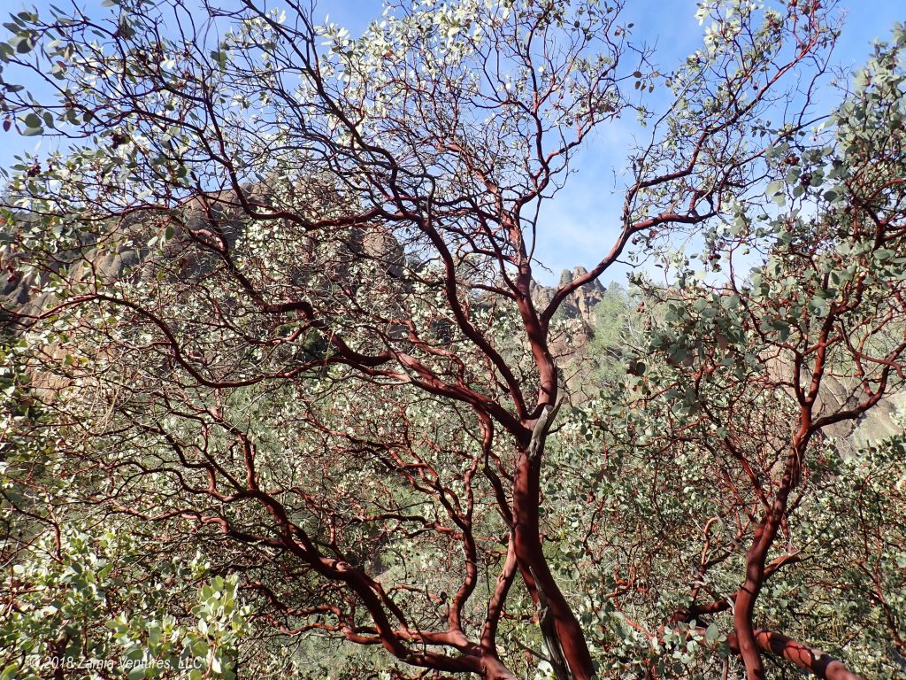 Buzzed by Condors at Pinnacles NP Zamia Ventures