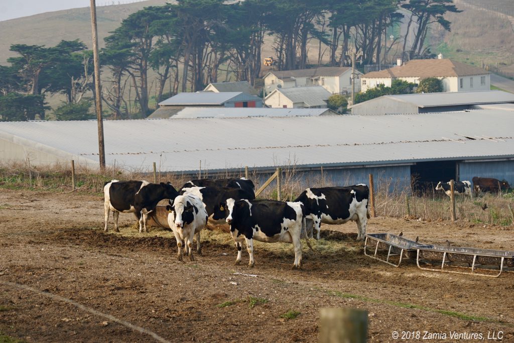 Surprised and Delighted by Point Reyes National Seashore Zamia Ventures