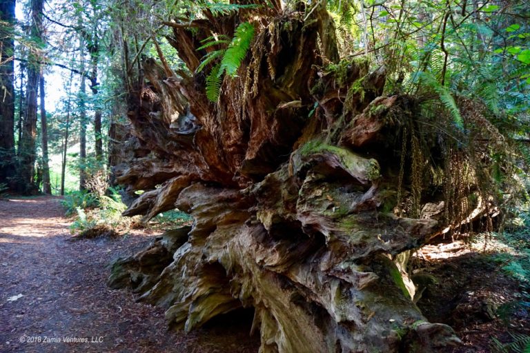 Redwoods Roots of Downed Tree Zamia Ventures