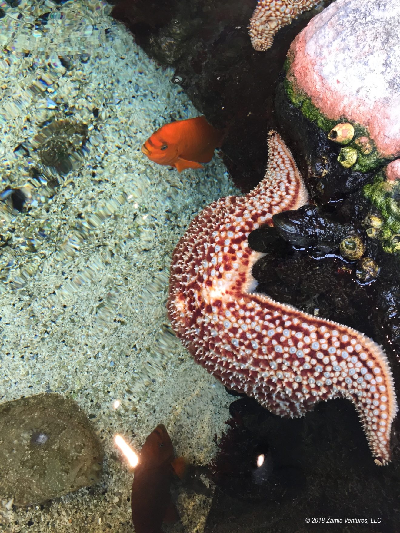 Ventura Santa Cruz Tide Pool Zamia Ventures ventura-santa-cruz-tide-pool-zamia-ventures