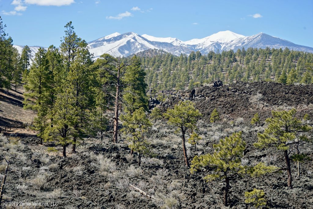 Punched in the Face by Shoulder Season in Flagstaff Zamia Ventures