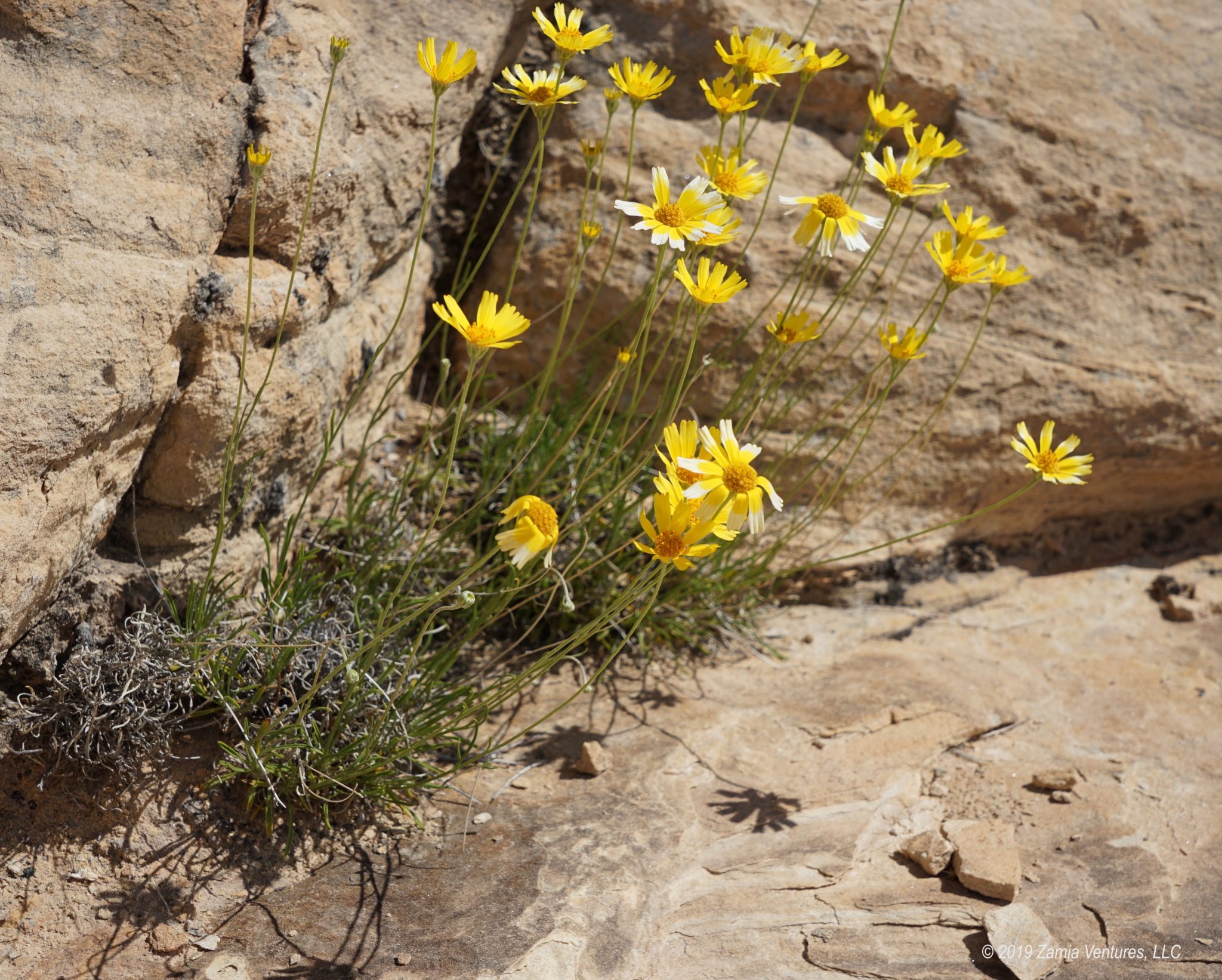 Moab Blooming Desert Flowers Yellow - Zamia Ventures