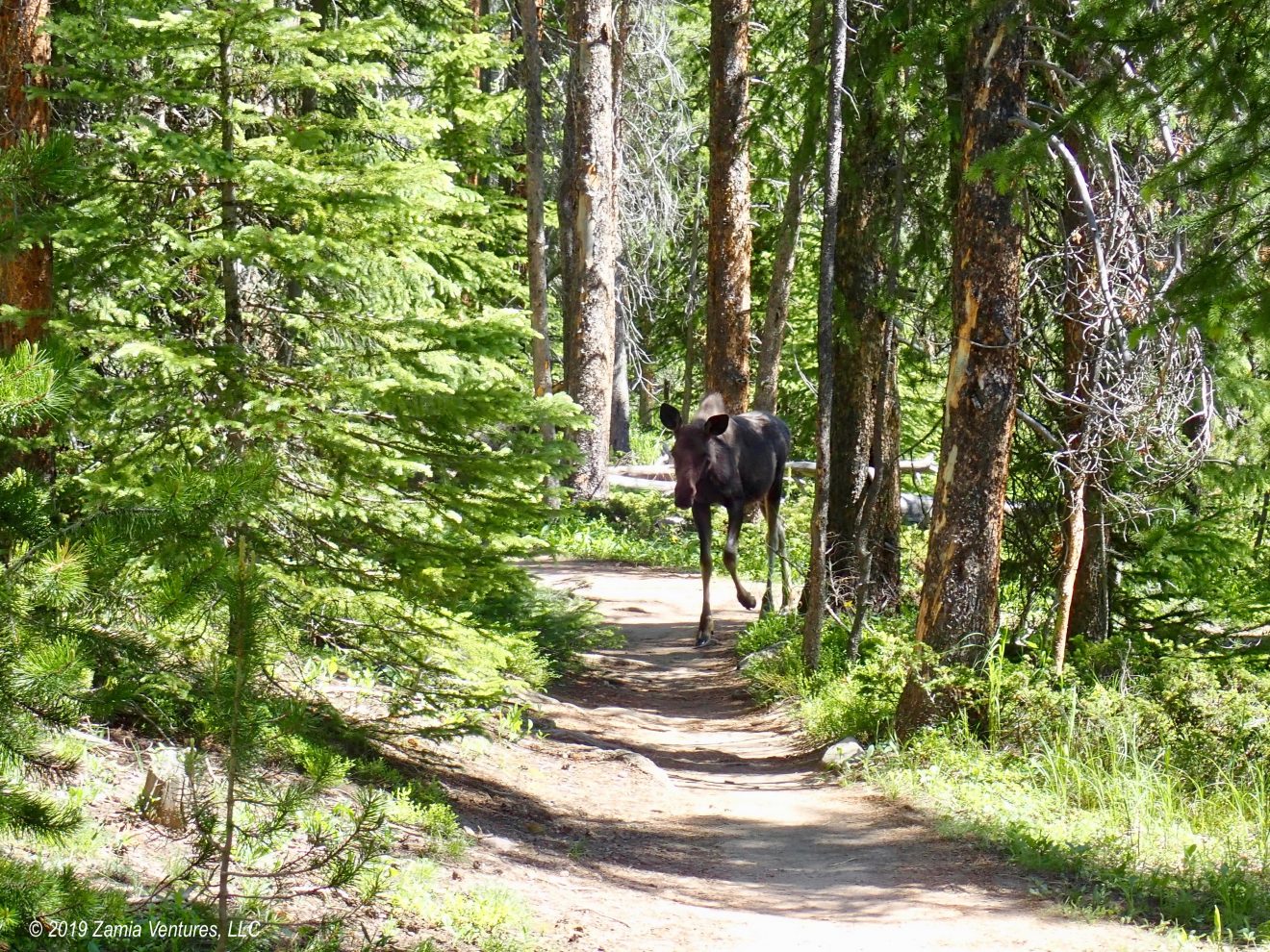 Goose, Geese, Moose, Meese Grand Lake, CO Zamia Ventures