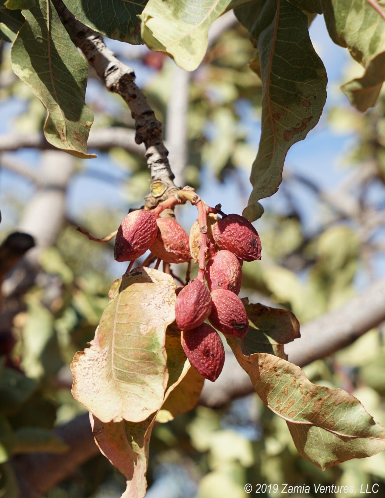Alamogordo Pistachioland Pistachio Blanks Zamia Ventures