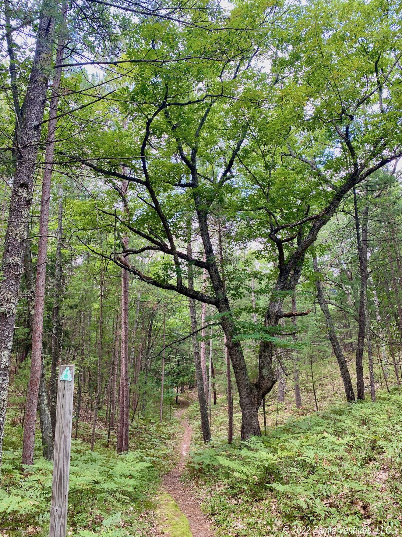 SLBE Lasso Loop Trail Trees – Zamia Ventures