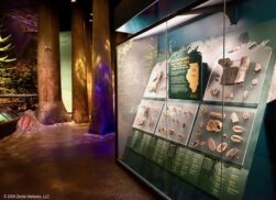 Chicago Field Ancient Forests