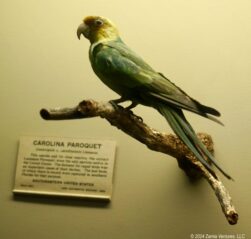 Chicago Field Carolina Parakeet
