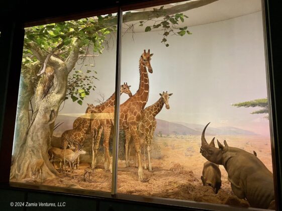 Chicago Field Giraffes