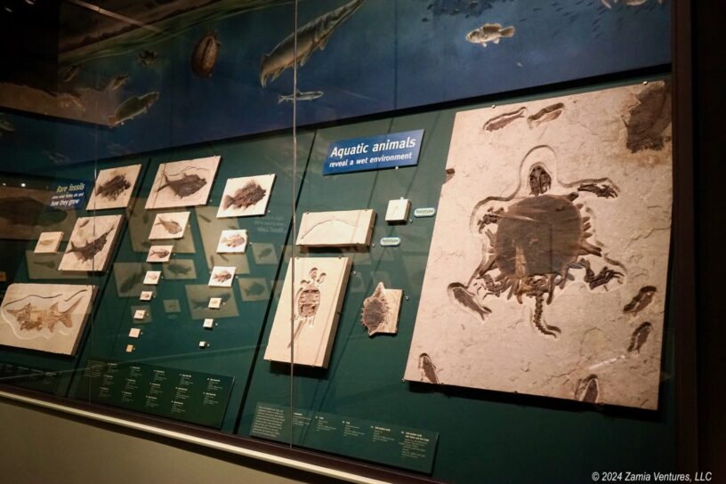 Chicago Field Holotypes