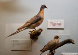 Chicago Field Pigeons