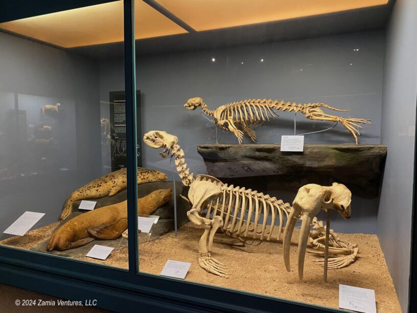 Chicago Field Seals vs Sea Lions