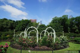 Chicago Grant Park Rose Garden