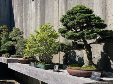 Asheville Arboretum Bonsai