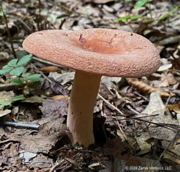 Cherokee Mushroom