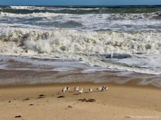 OBX Big Surf and Little Birds