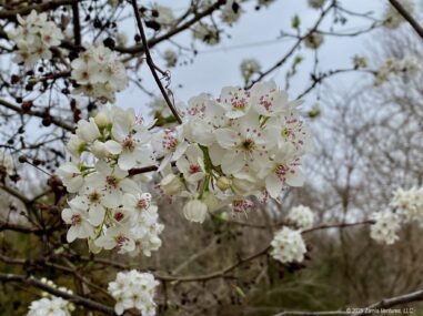 Greenway Cherry Blossoms