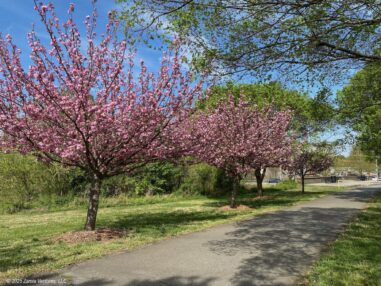 Greenway Cherry Trees