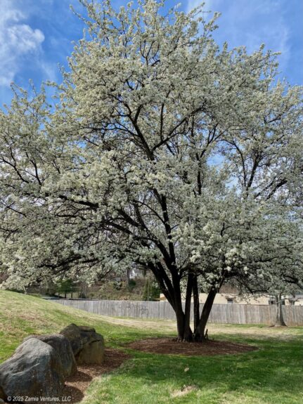 Neighborhood Cherry Tree