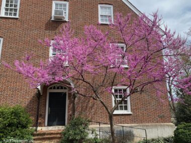 Old Salem Redbud