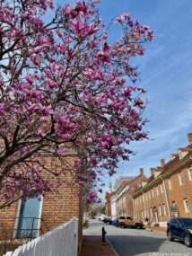 Old Salem Saucer Magnolia