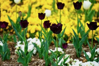 Reynolda Black Tulips