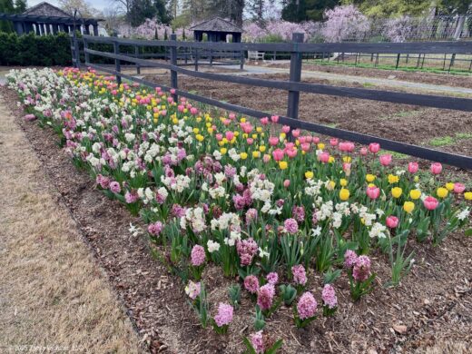 Reynolda Bulb Bed that I Helped Plant