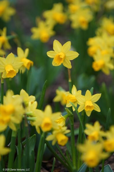 Reynolda Daffodils