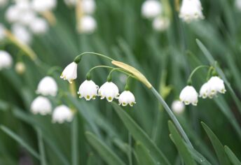 Reynolda Dewdrop - Leucojum aestivum