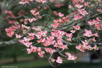Reynolda Dogwood