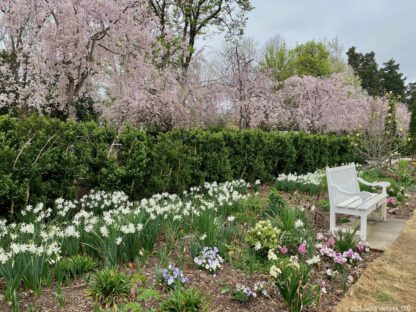 Reynolda Pink and White Garden with Cherries