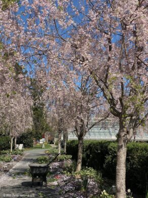 Reynolda Working in the Cherry Allee