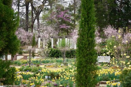 Reynolda Yellow and Blue Garden with Cherries
