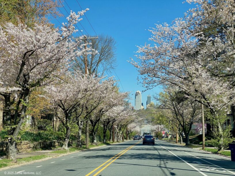 Roadway Cherry Trees