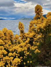 Highlands Loch Ness Gorse