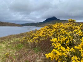 Highlands Misty Mountain and Gorse