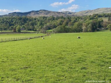 Highlands Sheep Day 5