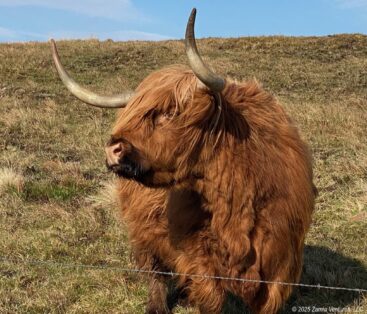 Highlands Skye Highland Cow