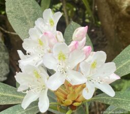 Blowing Rock Cone Park Rhodies