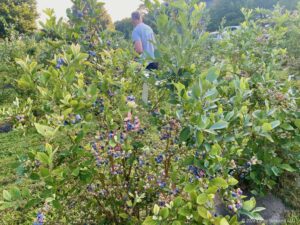 Blueberries Ken Picking