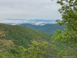 Pisgah MST Trail Views