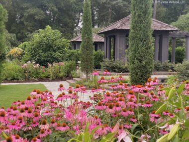 Reynolda Tea Houses and Echinacea