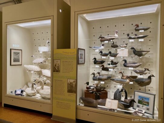 Corolla So Many Decoys