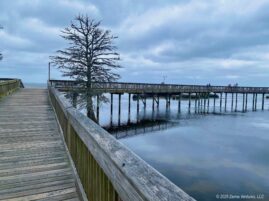 Duck Boardwalk with Bald Cypress