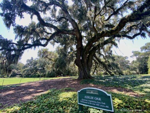 Wilmington Airlie Oak