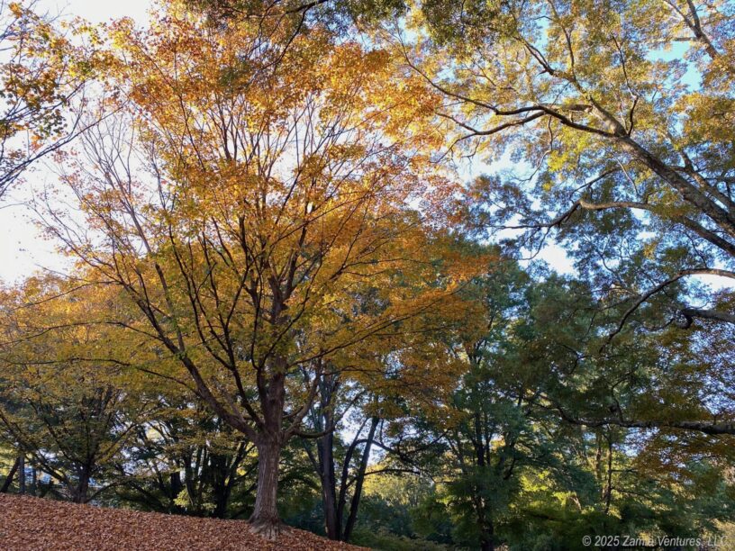 Fall Colors Yellow Maple