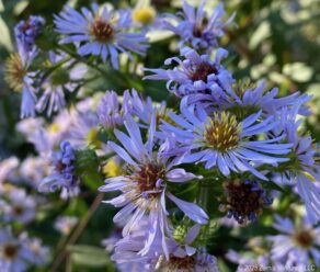 Parkway Asters