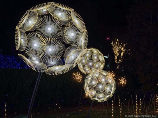 Winter Lights Dandelions