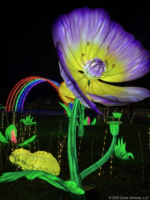 Winter Lights Flower and Caterpillar