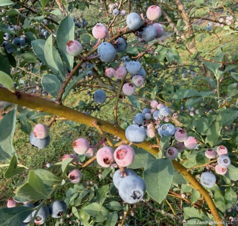 Blueberry Bush Loaded